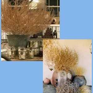 Four extra small southwestern tumbleweeds